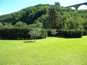 A grassy field with a small tree and a hedge.