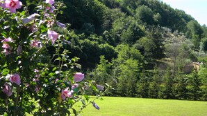A lush green field with a dense forest in the background. - Podere Campofossato (Pistoia)