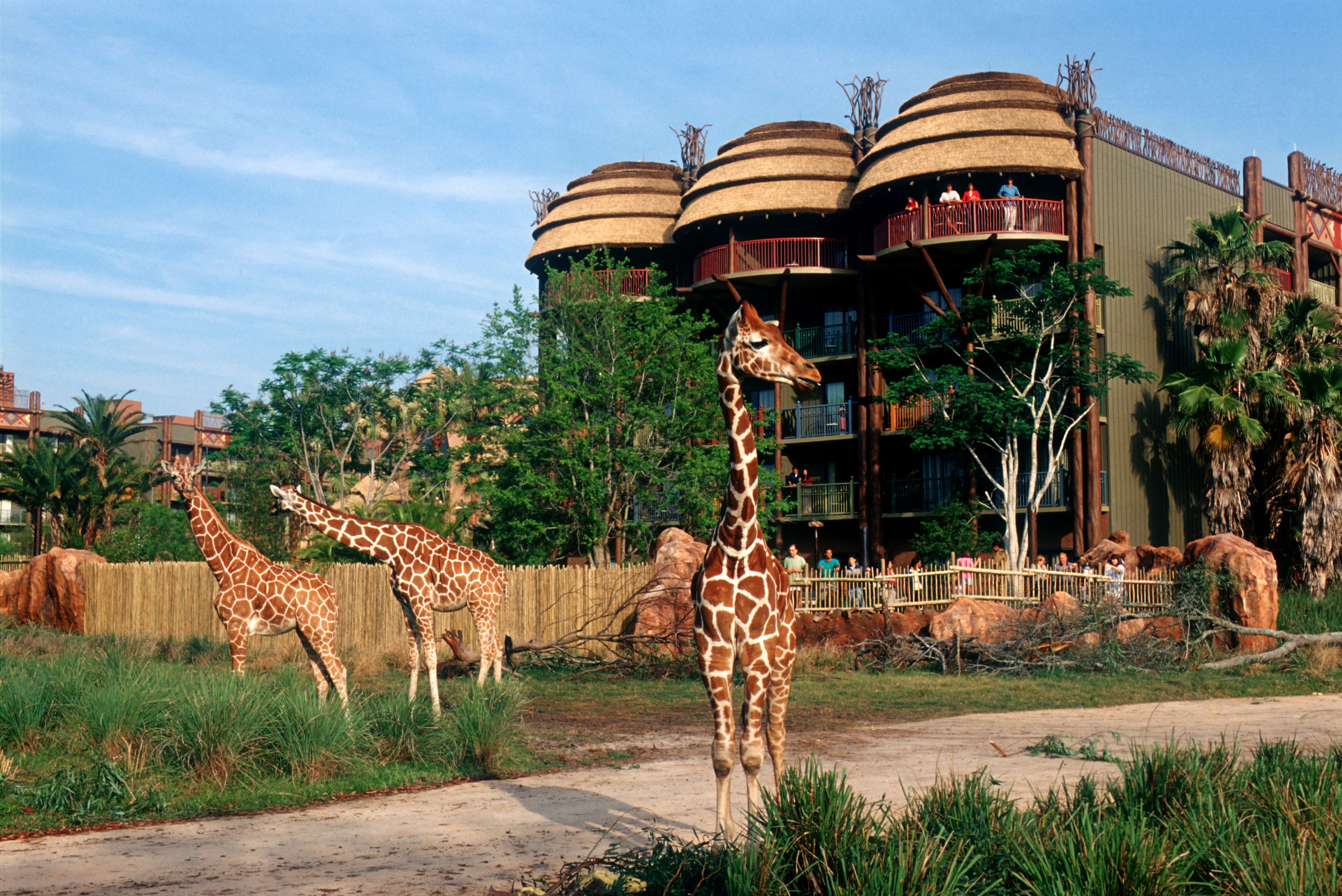A giraffe enclosure with a wooden fence and a building with multiple balconies in the background.