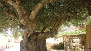 Property grounds - Asteras Studios (Kefalonia)