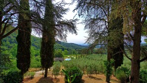 A forested area with a pathway leading to a building. - Montescalari (Figline e Incisa Valdarno)