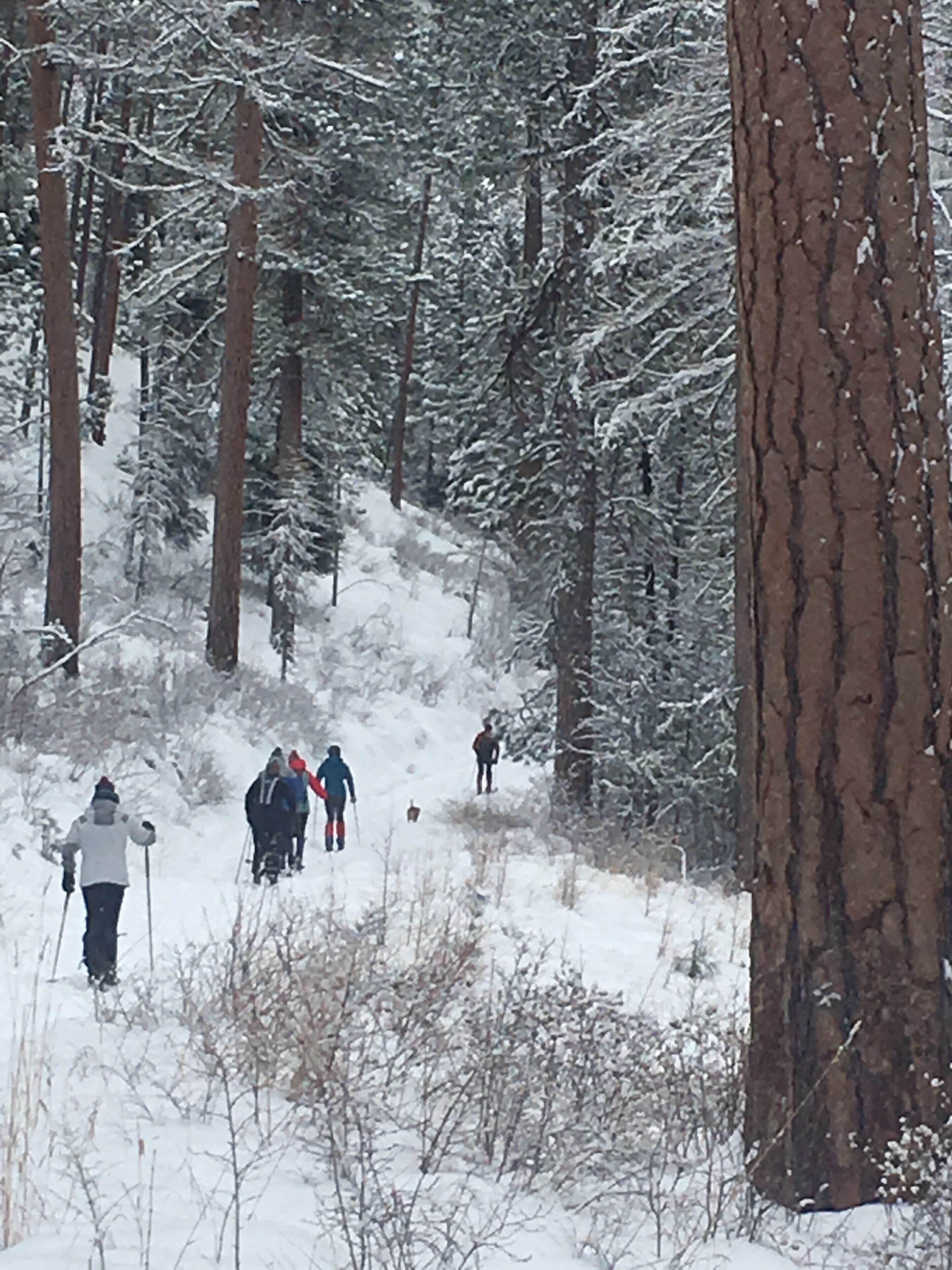 Paisatge nevós de bosc amb persones esquiant.