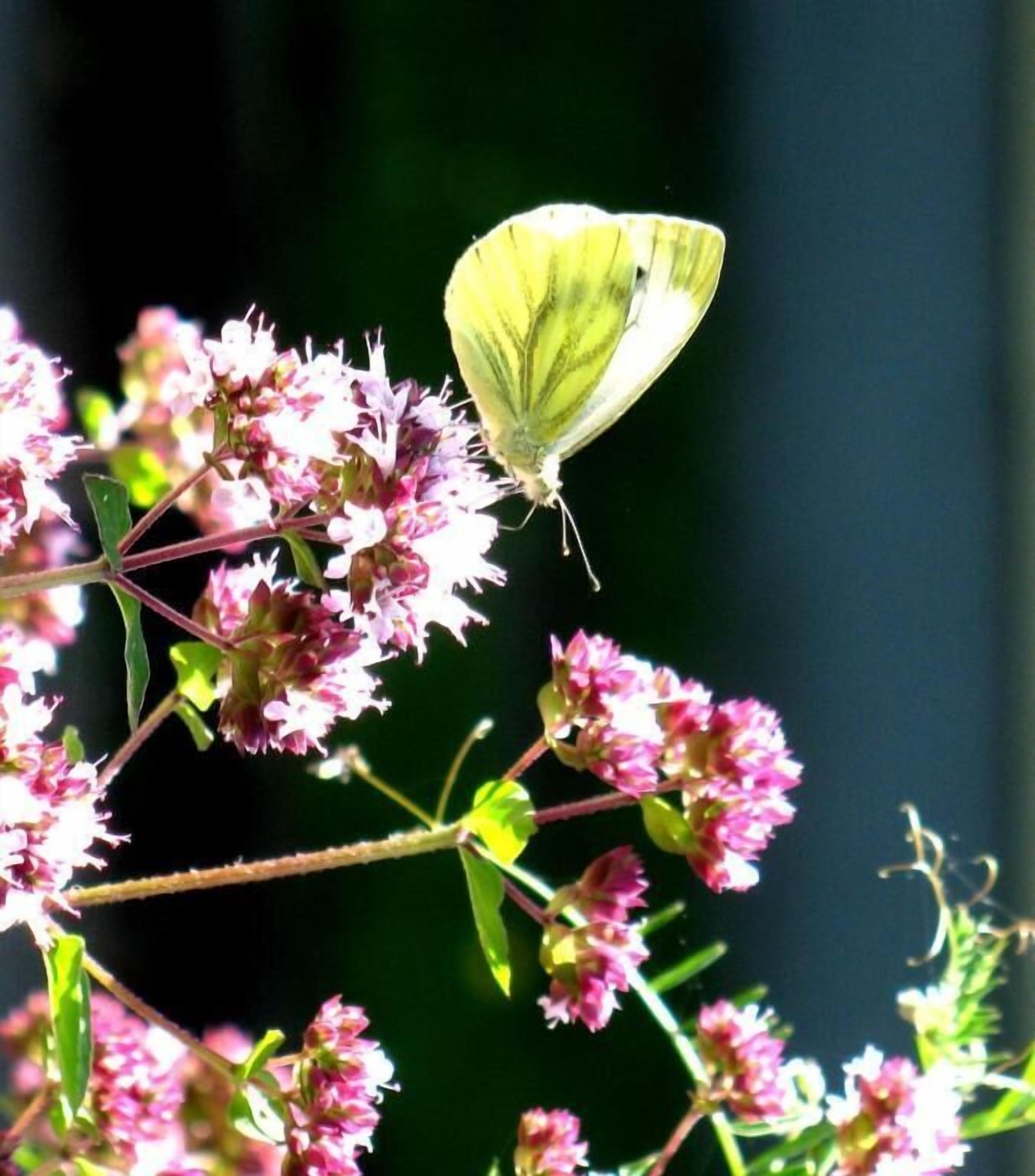 A butterfly on pink flowers.