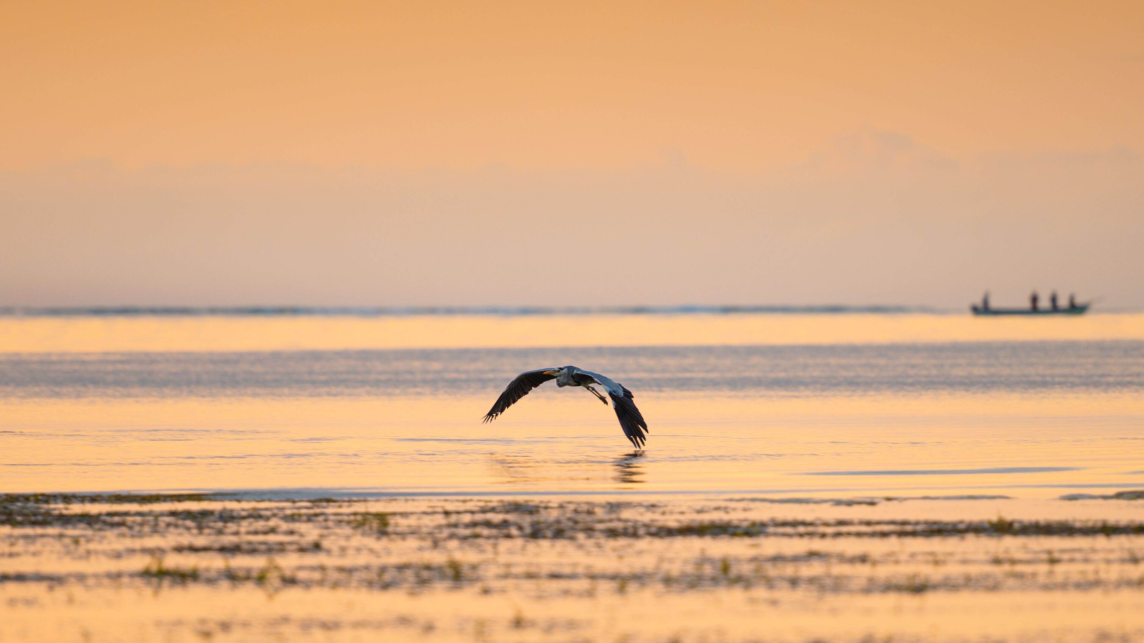 Ein Vogel fliegt über ruhigem Wasser, im Hintergrund ein Boot.