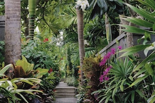 Un sendero exuberante en un jardín, rodeado de diversas plantas y flores tropicales.
