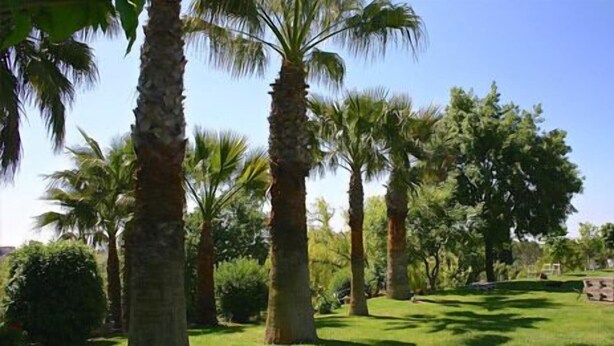 Un jardín con palmeras y un edificio al fondo.