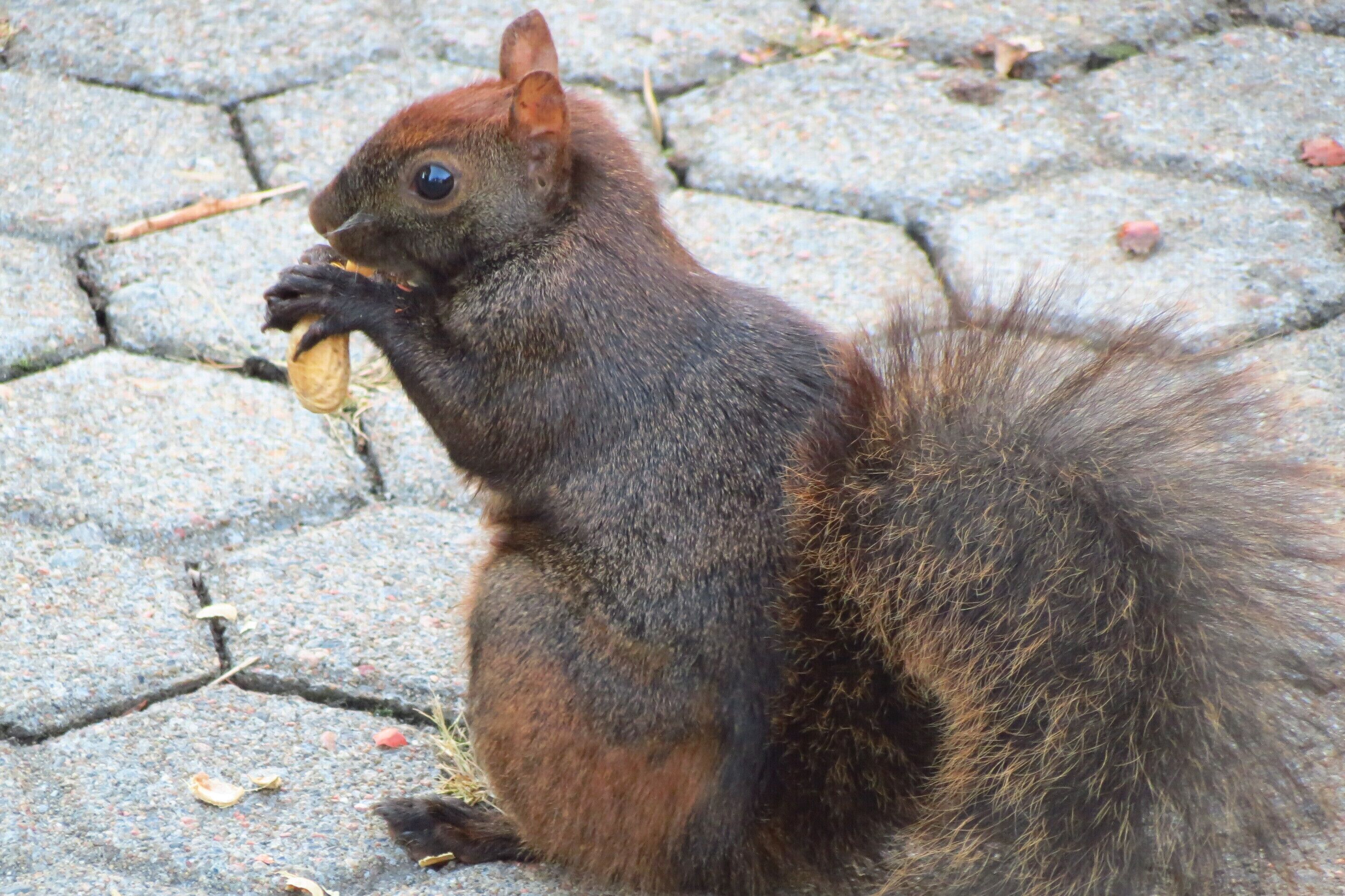 A squirrel eating on a paved surface.