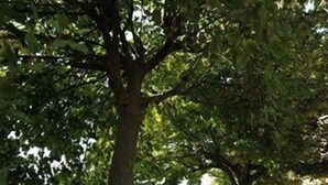 Un sendero bordeado de árboles que conduce a un edificio con un muro de piedra y una construcción pequeña.