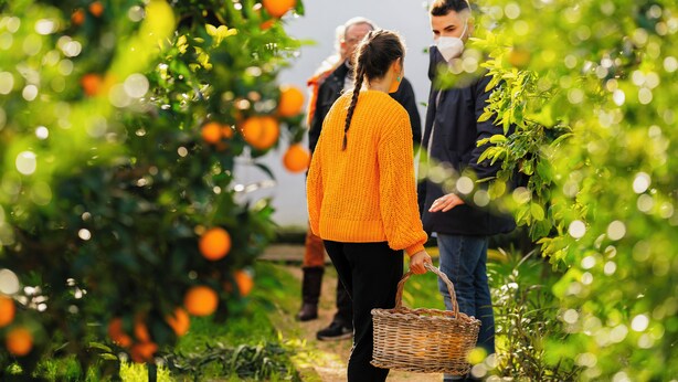 Una persona con suéter naranja caminando por un jardín de naranjos.