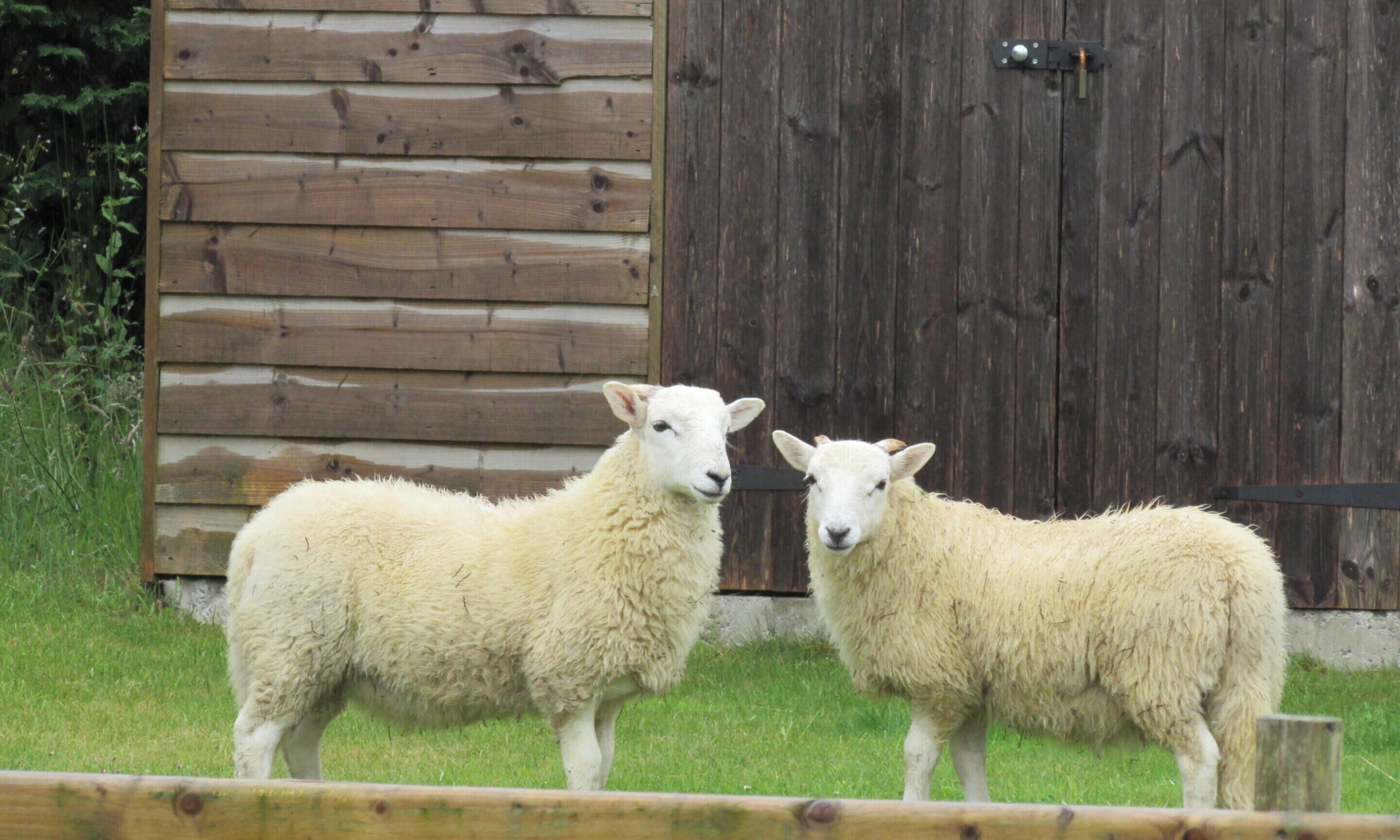 Two sheep standing in a grassy area with a wooden structure in the background.