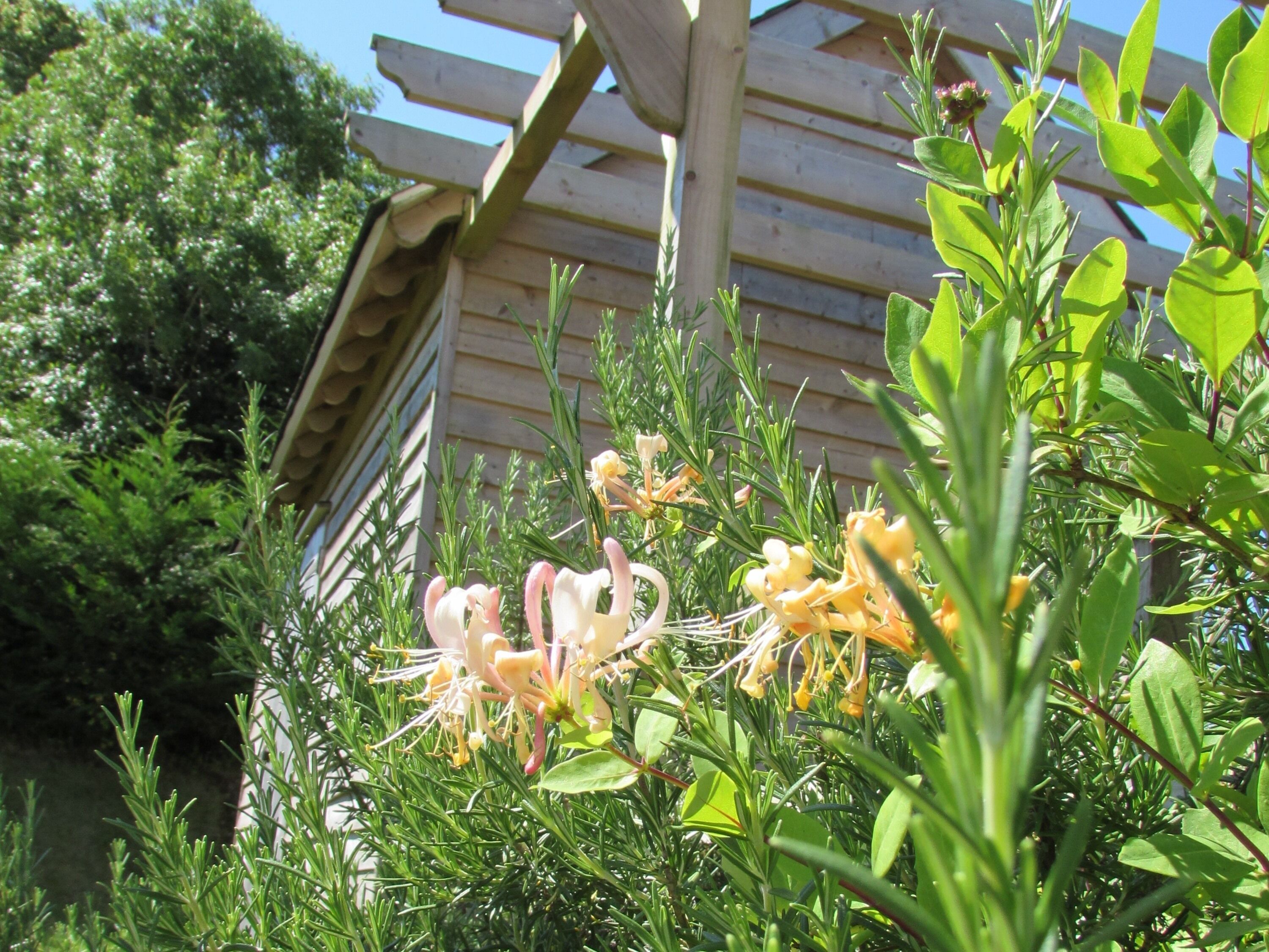 Un jardín con diversas plantas y flores, una pérgola de madera y un edificio al fondo.