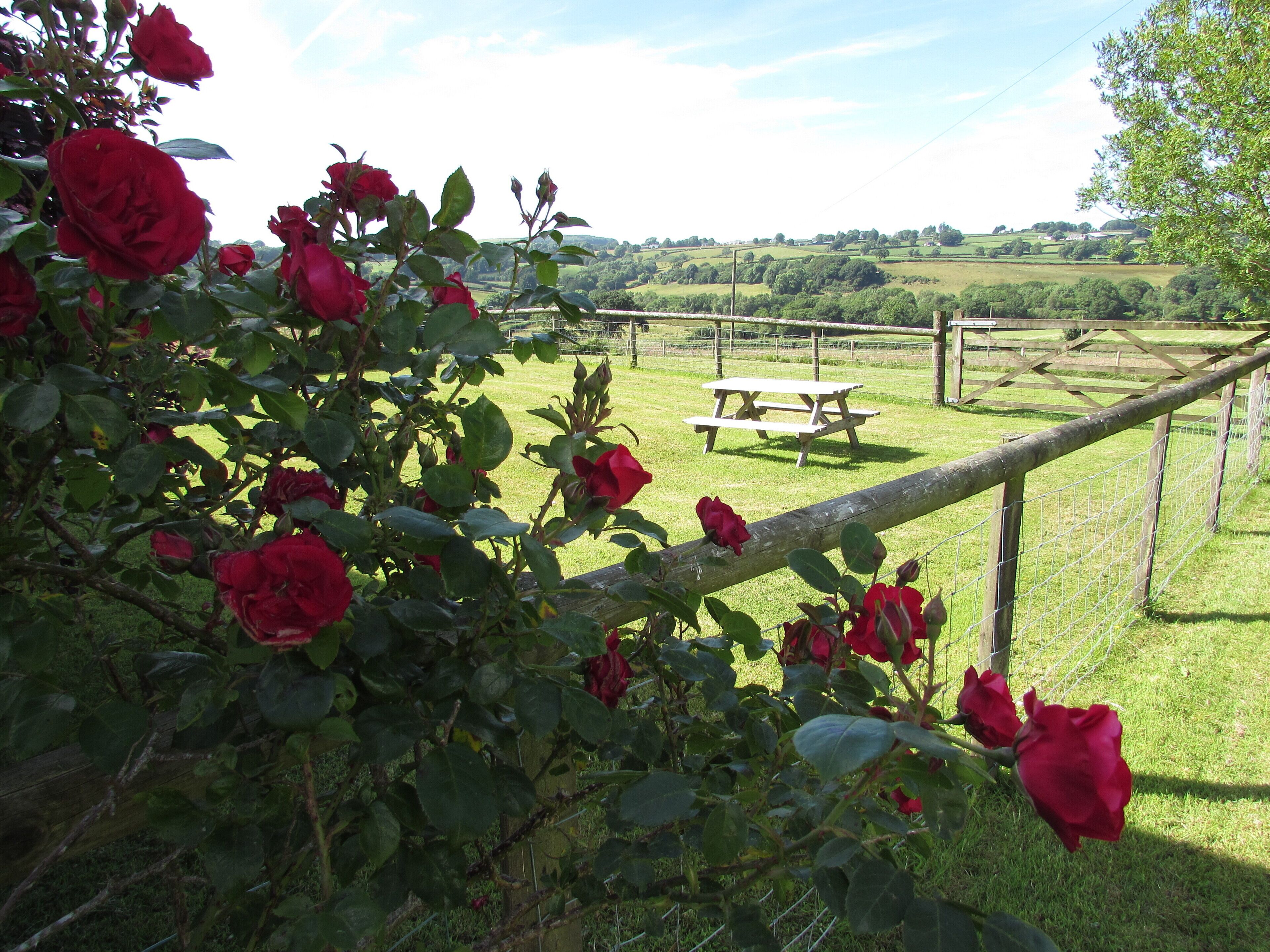 A garden with red roses and a picnic table in the background.