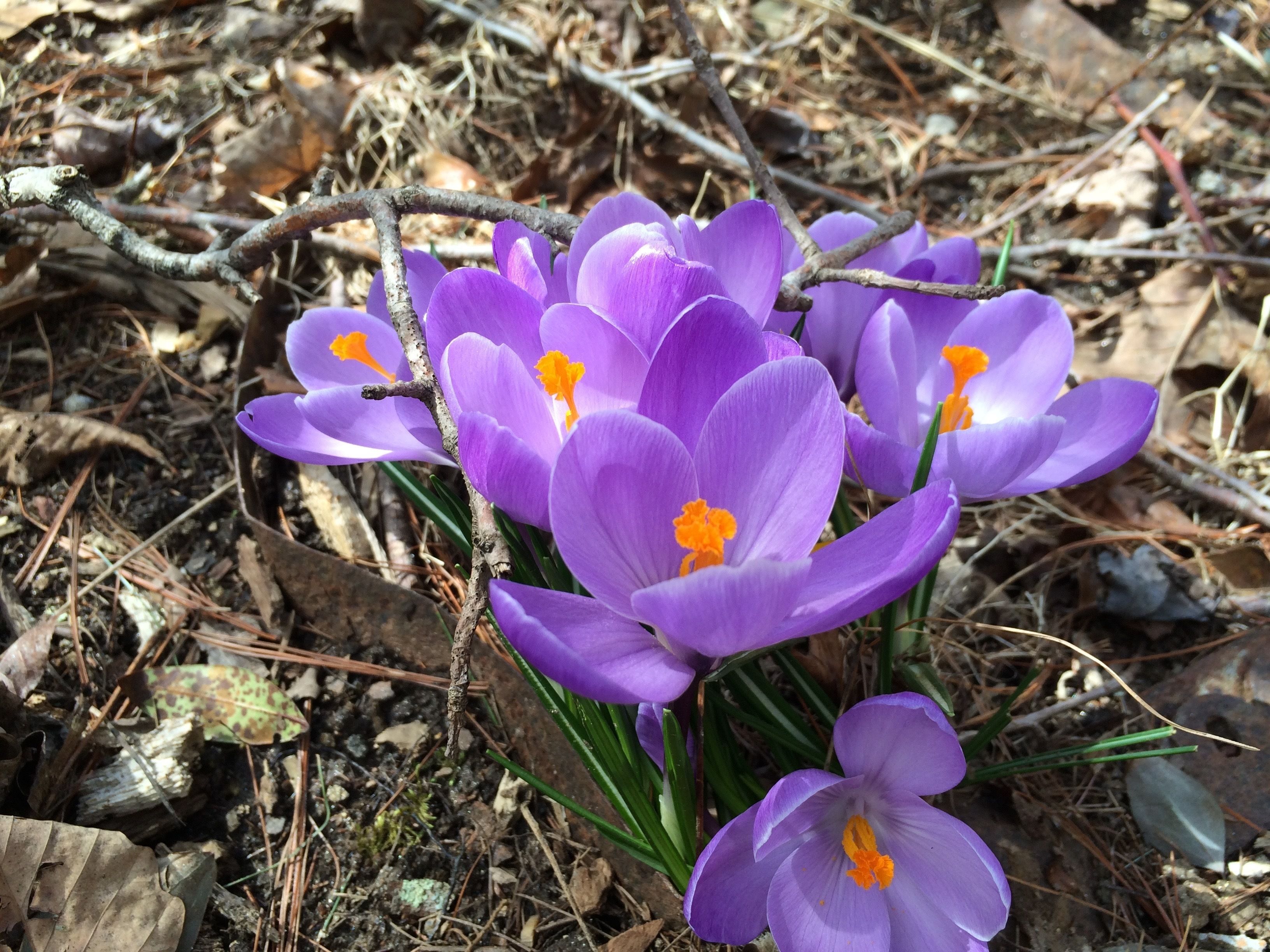 Purple crocus flowers with yellow centers, surrounded by dry leaves and twigs.