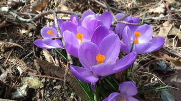 Purple crocus flowers with yellow centers, surrounded by dry leaves and twigs.