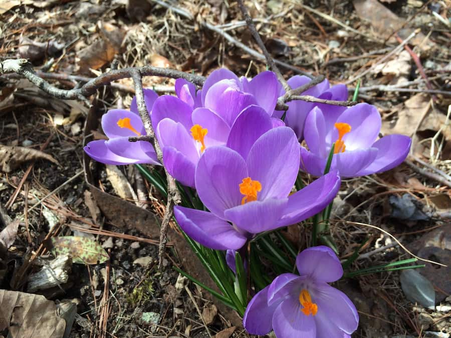 Purple crocus flowers with yellow centers, surrounded by dry leaves and twigs.