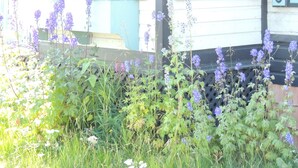 Un edificio con un cartel que dice 'Construido en 1907', rodeado por un jardín con diversas plantas y flores.