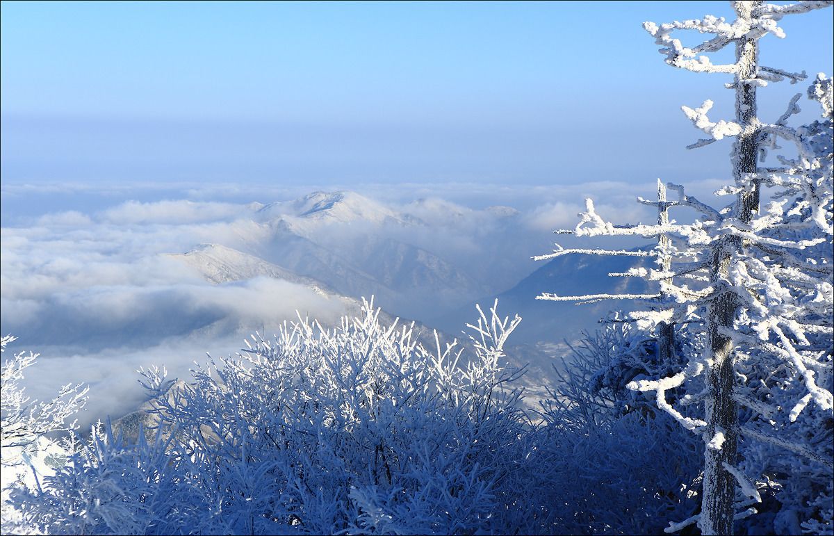 A snowy mountain landscape with trees covered in frost.