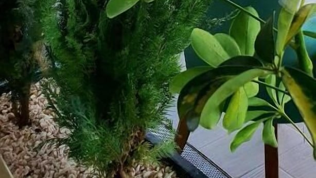 Et udendørs opholdsområde med borde og stole, omgivet af krukker med planter og træer.
