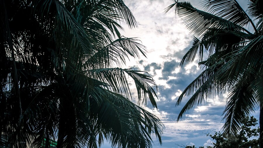 Seafari Resort Oslob