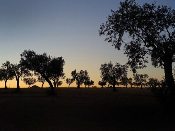 A landscape with trees silhouetted against a sunset sky. - Herdade da Urgueira (Vila Velha de Rodao)