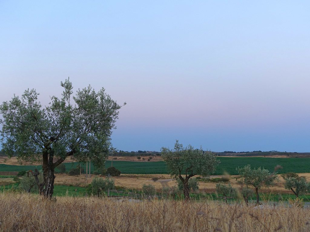 Un paisaje con árboles y campos.