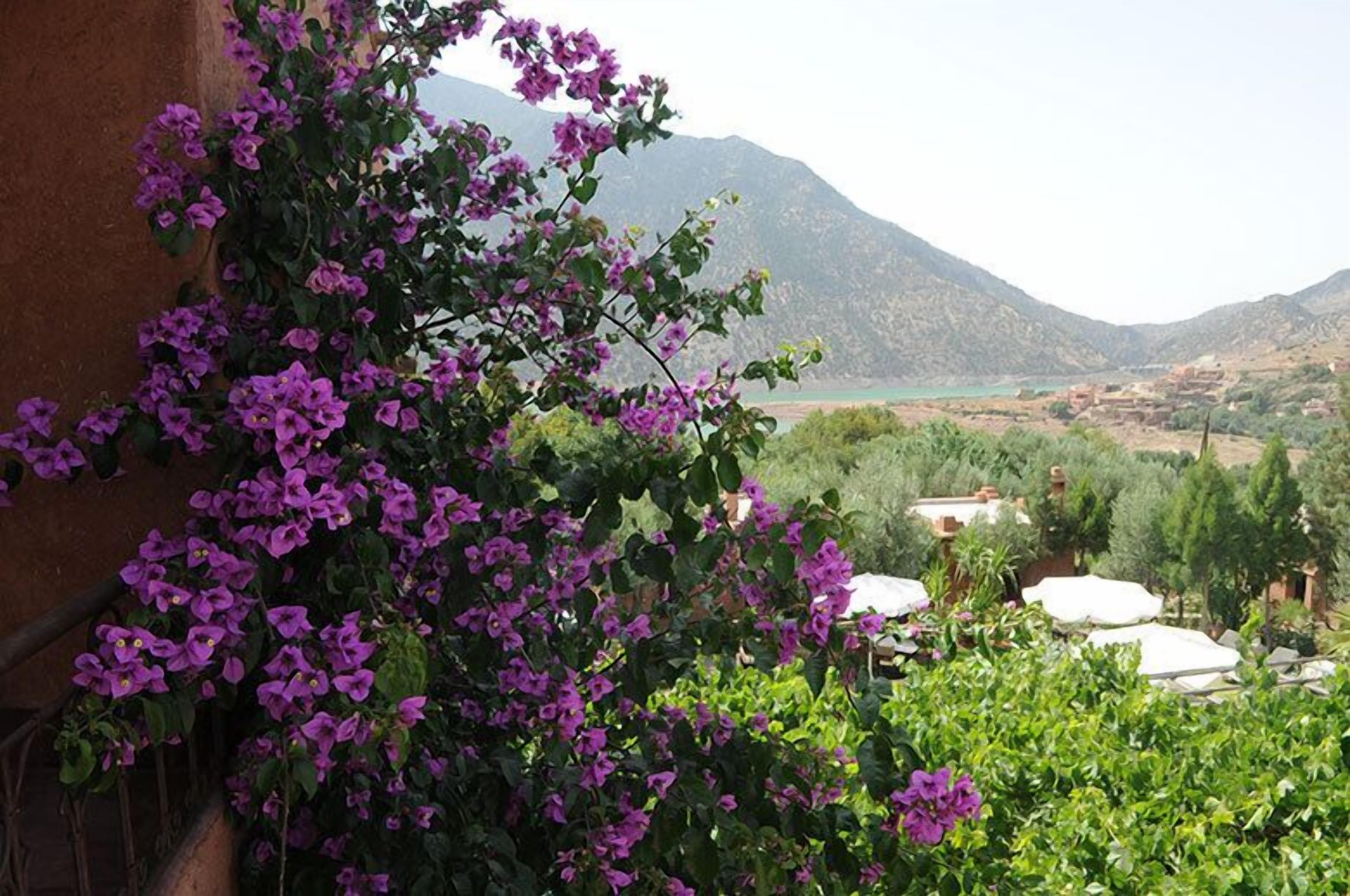 A balcony with purple flowers, a mountainous landscape, and olive trees in the background.