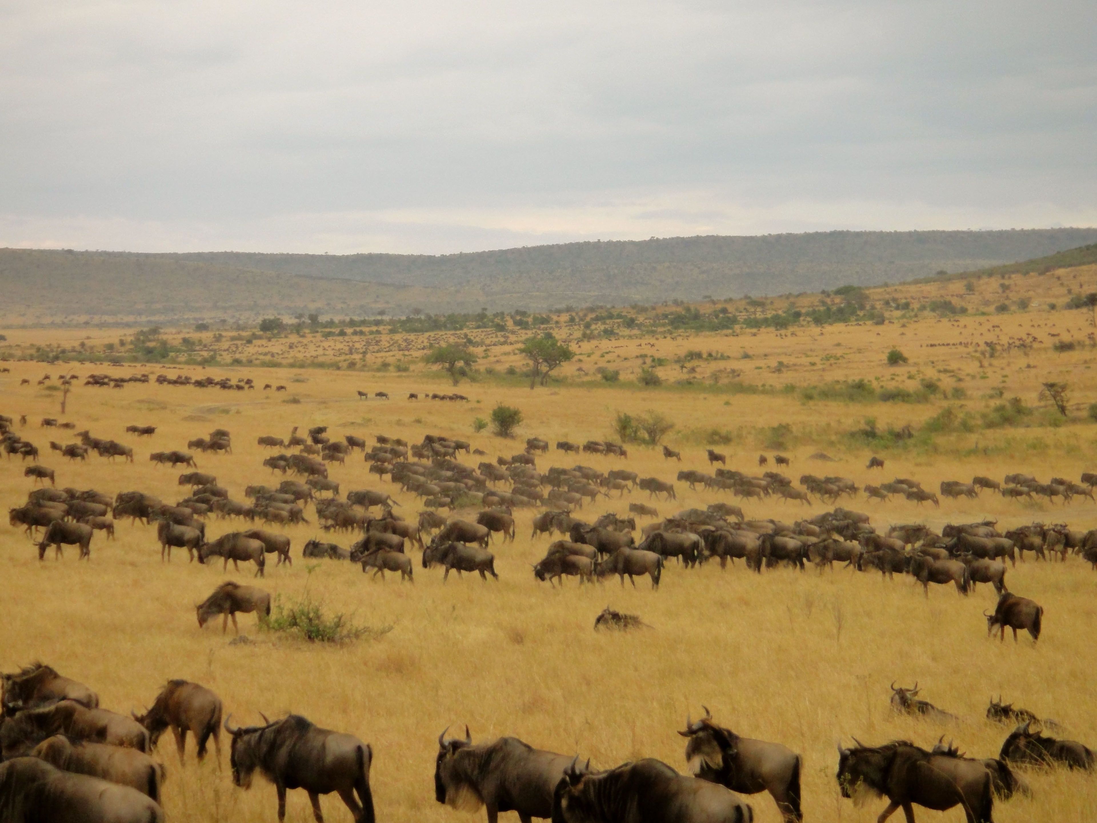 A vast open field with a herd of wildebeests grazing.