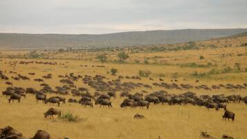 A vast open field with a herd of wildebeests grazing.