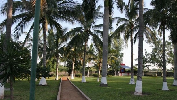 A pathway lined with palm trees and a building in the background. - Hotel York (Guamuchil)