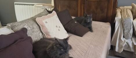 A sofa with three cats, a wooden cabinet, and a vase with flowers.