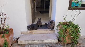 A set of steps leading to a door with three cats sitting on them.