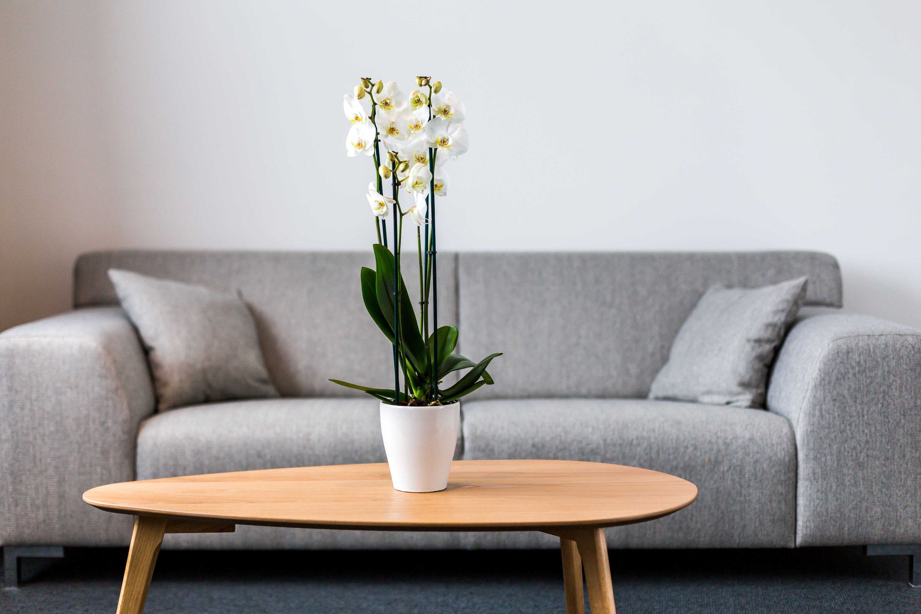 A modern living room with a grey sofa, a round wooden coffee table, and a white potted orchid plant.