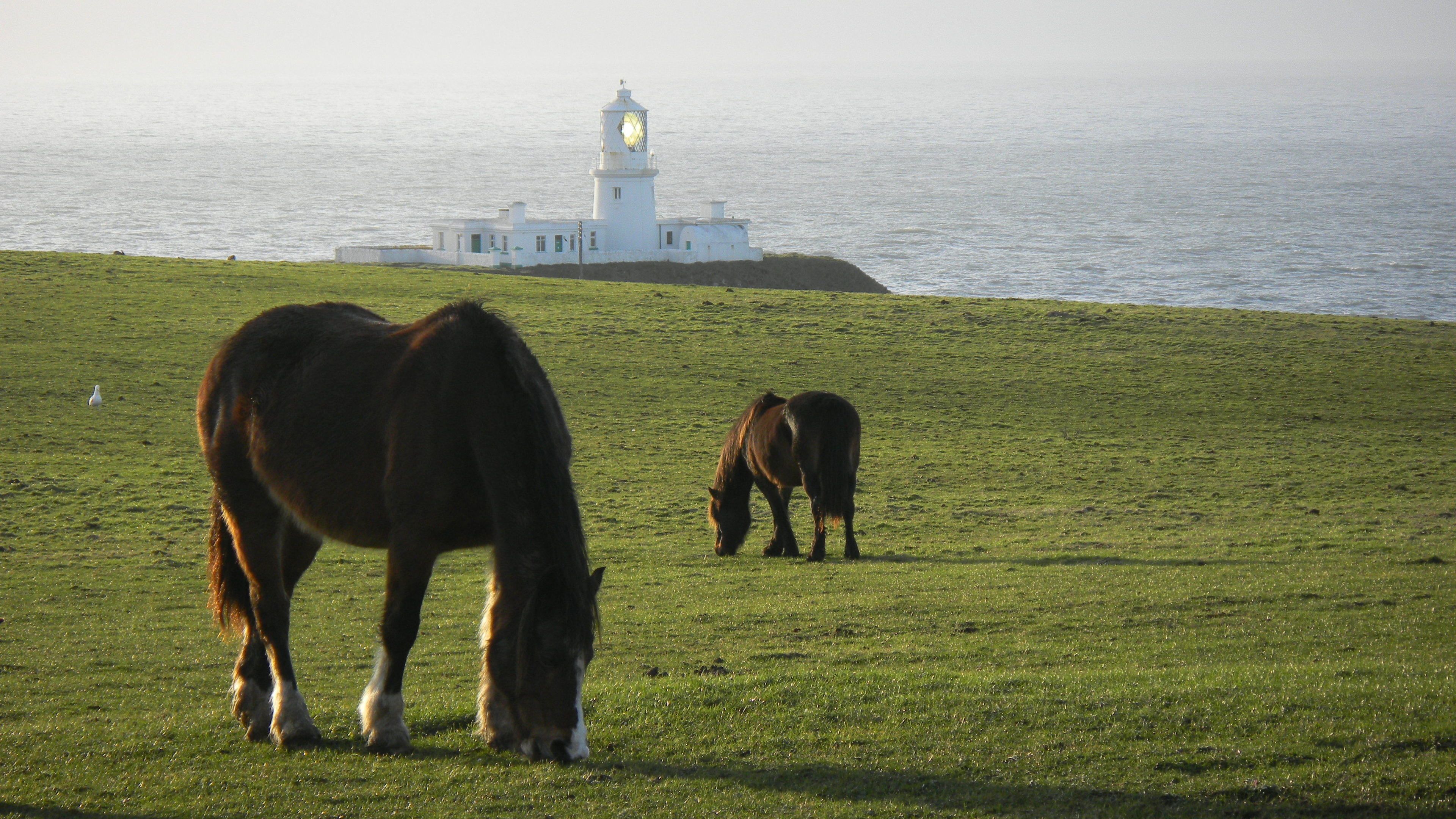 A grassy field with two horses grazing, a white building with a lighthouse in the background, and a body of water.