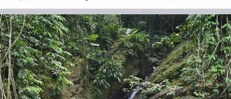 Une cascade au cœur d’une forêt luxuriante et verdoyante.