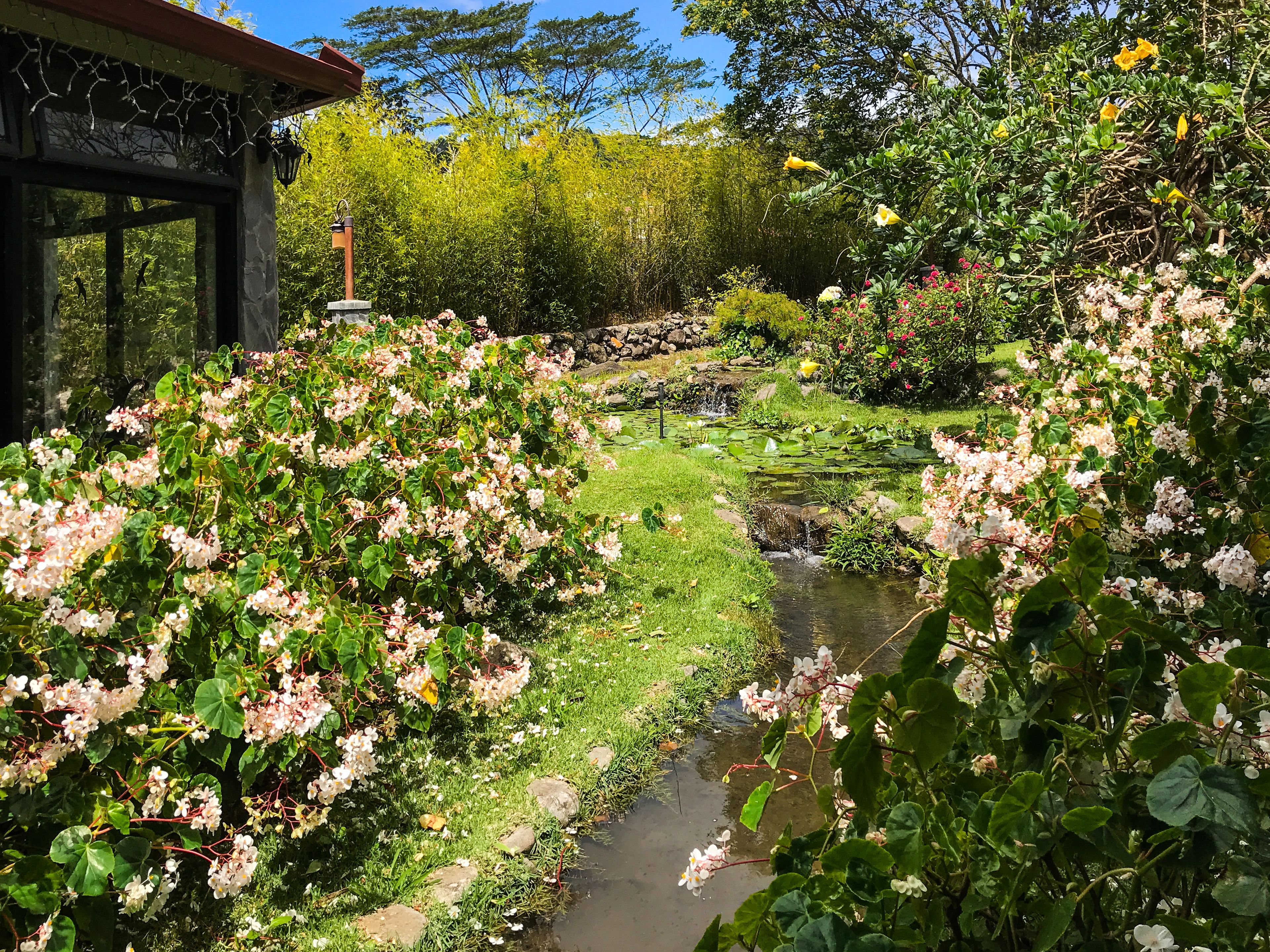 A garden with a pond, lush greenery, and flowering plants.