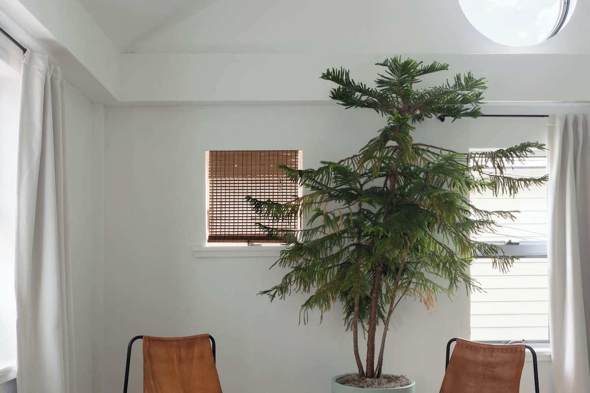 A room with a checkered floor, two leather chairs, a potted plant, a small table, and a window with a bamboo blind.