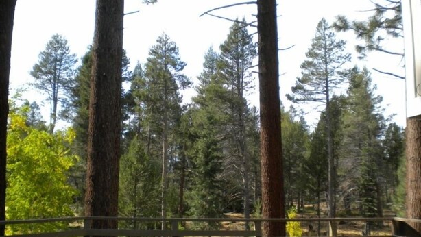 A wooden bench with a metal railing, surrounded by tall trees and a clear sky. - 2853 Springwood Dr. (South Lake Tahoe)