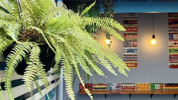 A cozy cafe with a blue exterior, wooden stools, a wooden table, and a hanging fern plant. - Kera Smart Hostel (São Paulo)