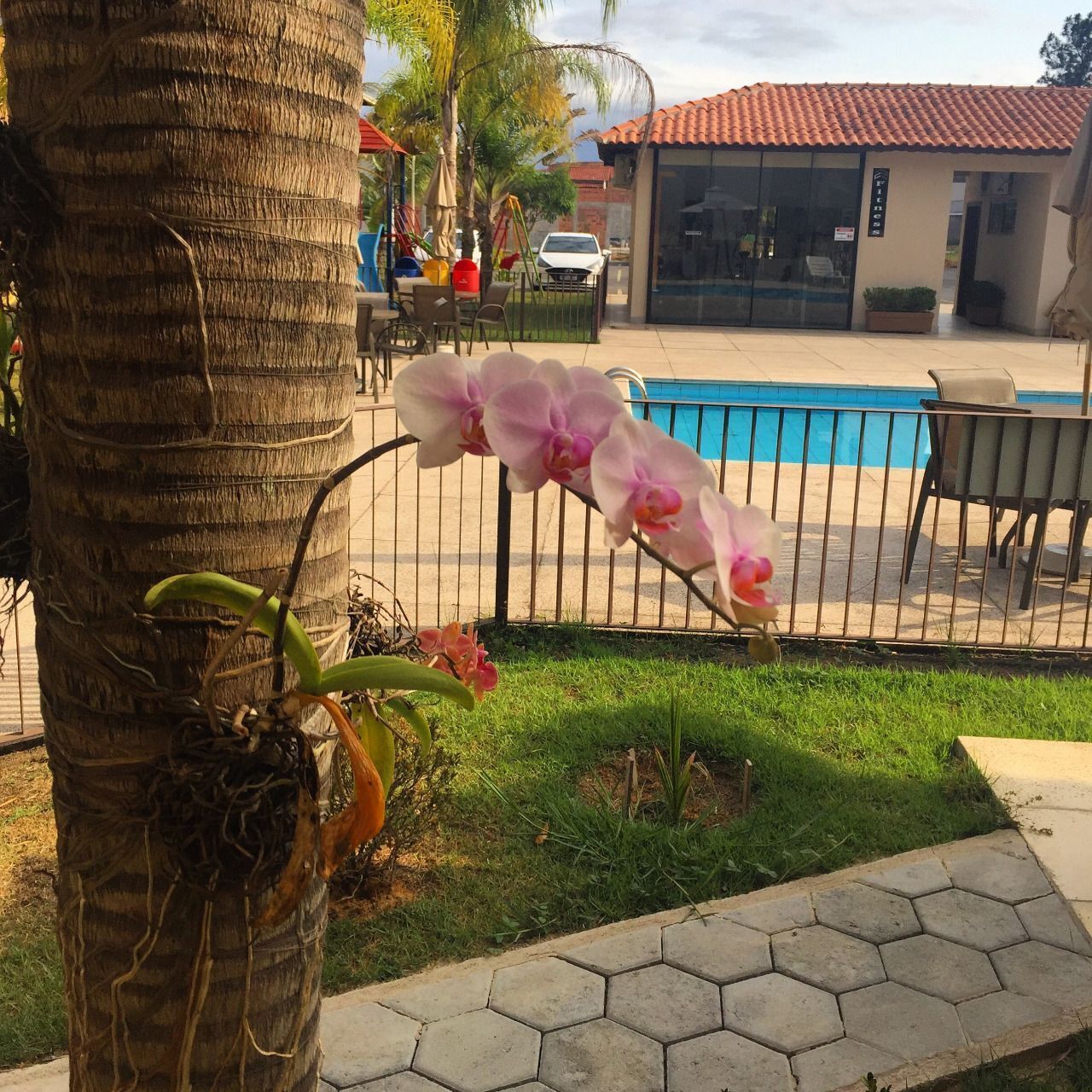 Un área de piscina con un camino de baldosas hexagonales, una palmera y un edificio con techo de tejas rojas al fondo.