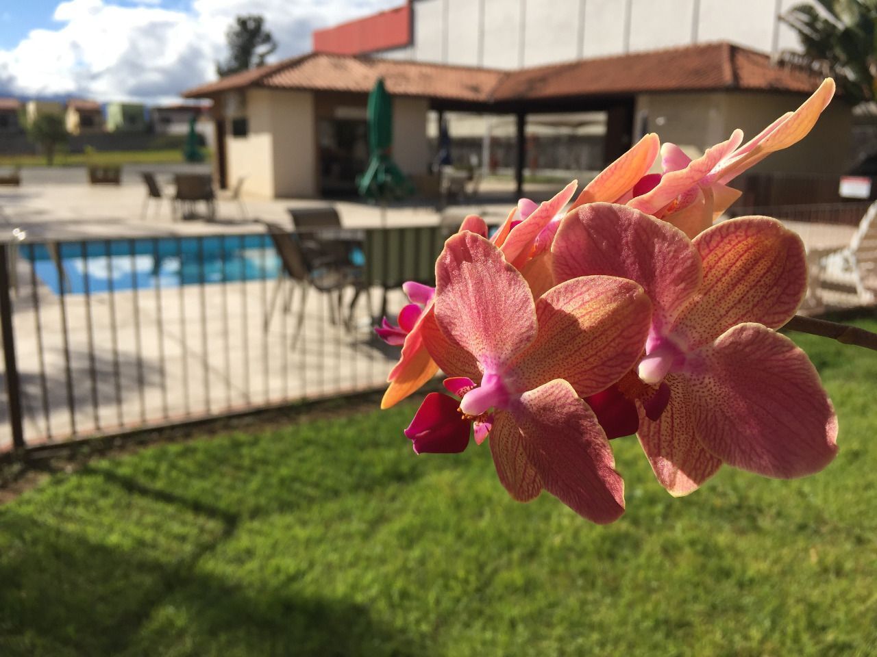 A pink orchid in a garden with a pool and outdoor seating in the background.