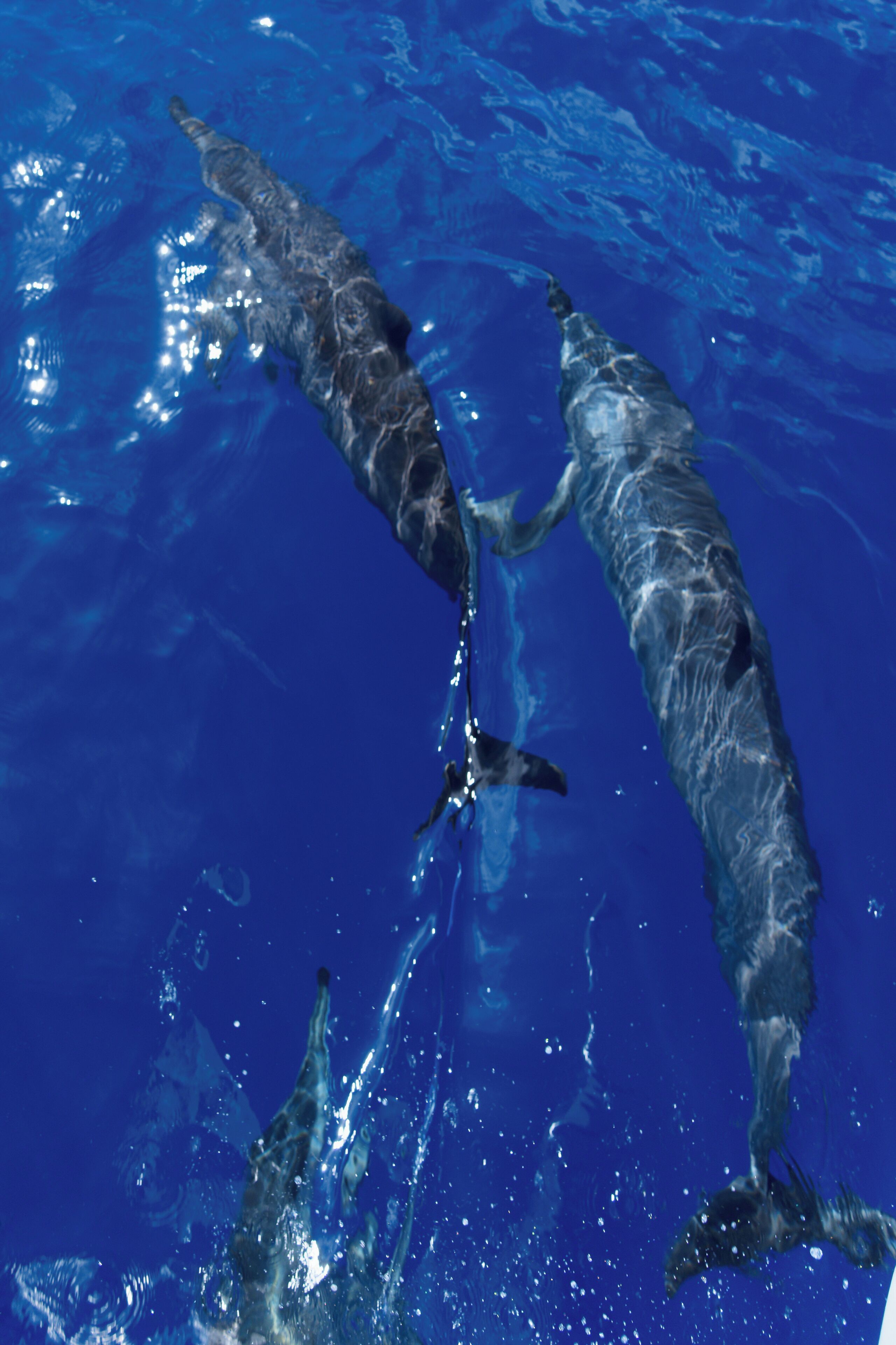 A swimming pool with clear blue water and two dolphins swimming.