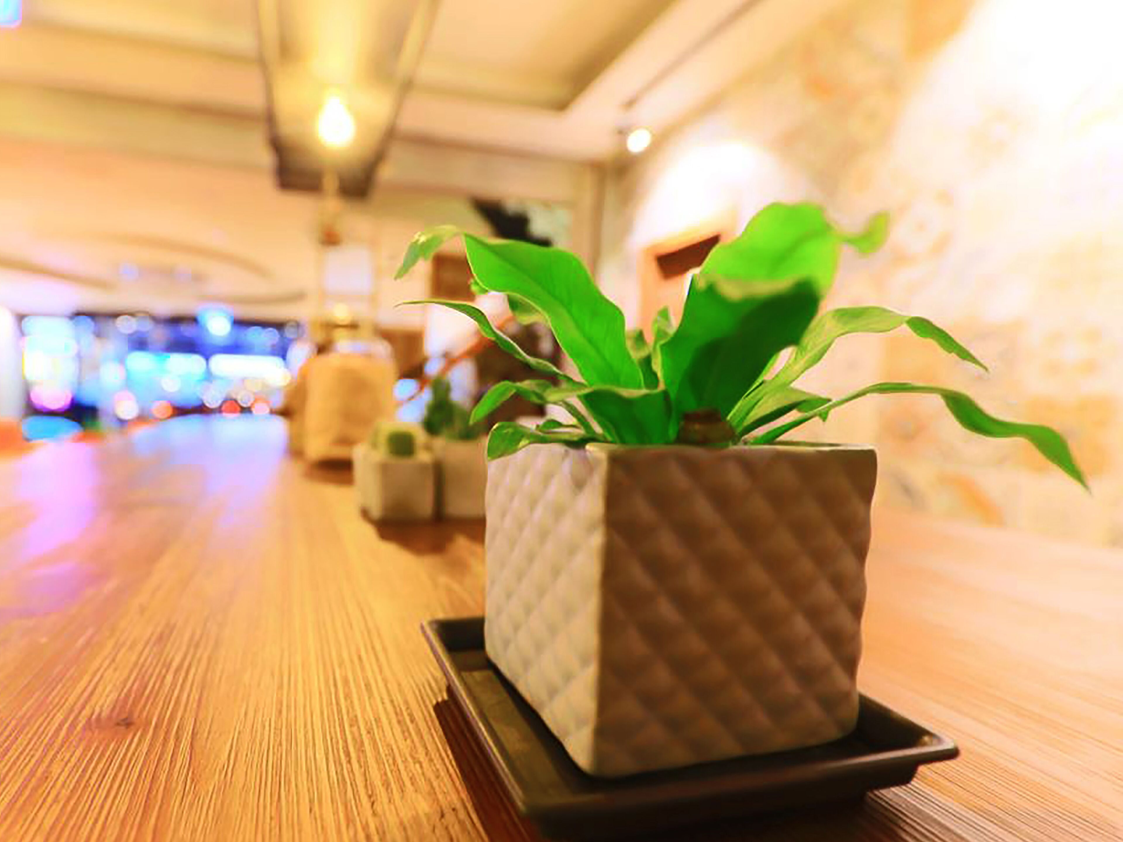 A potted plant on a wooden table in a well-lit indoor setting.