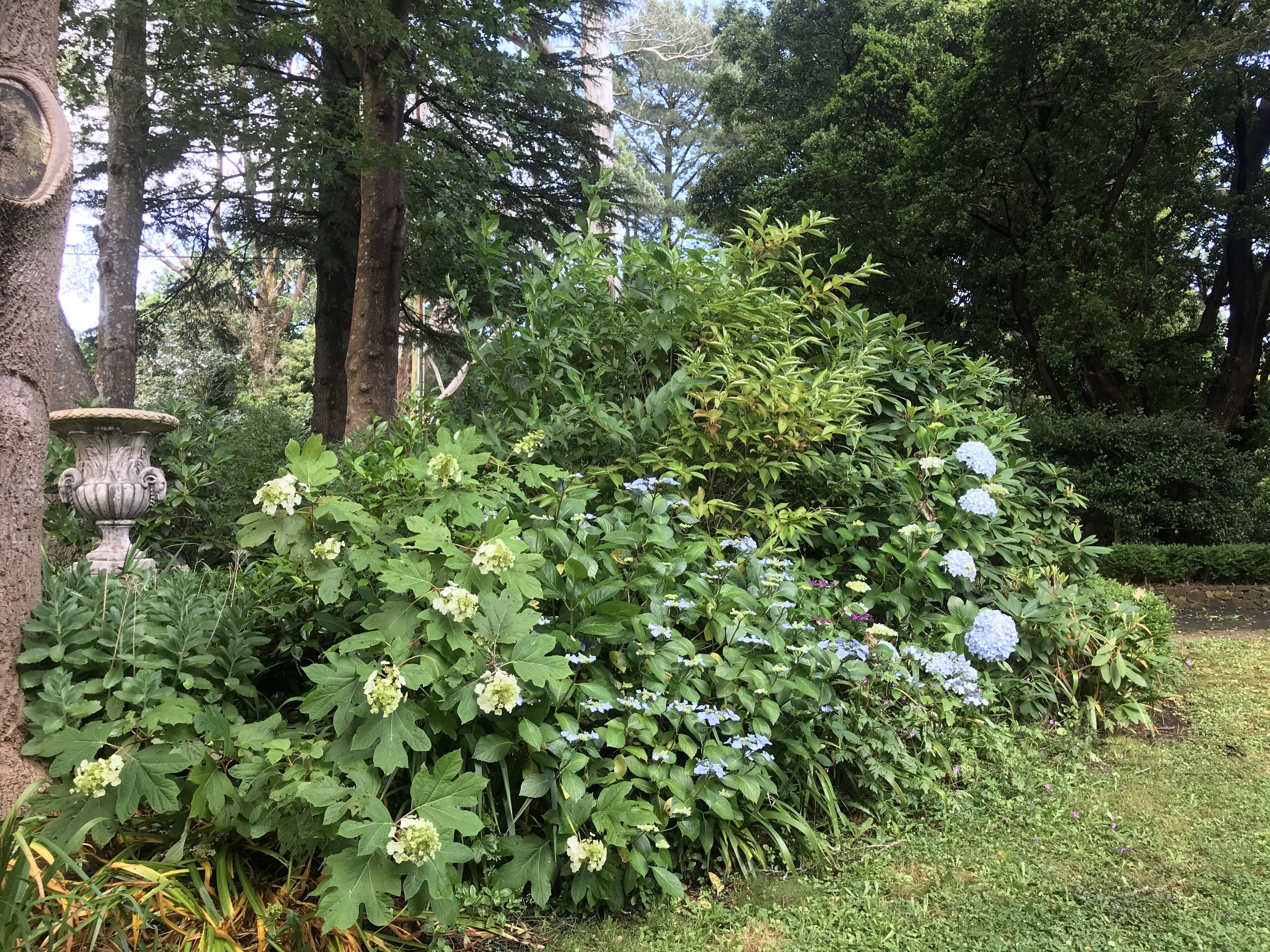 Un jardín con diversas plantas y una urna decorativa.