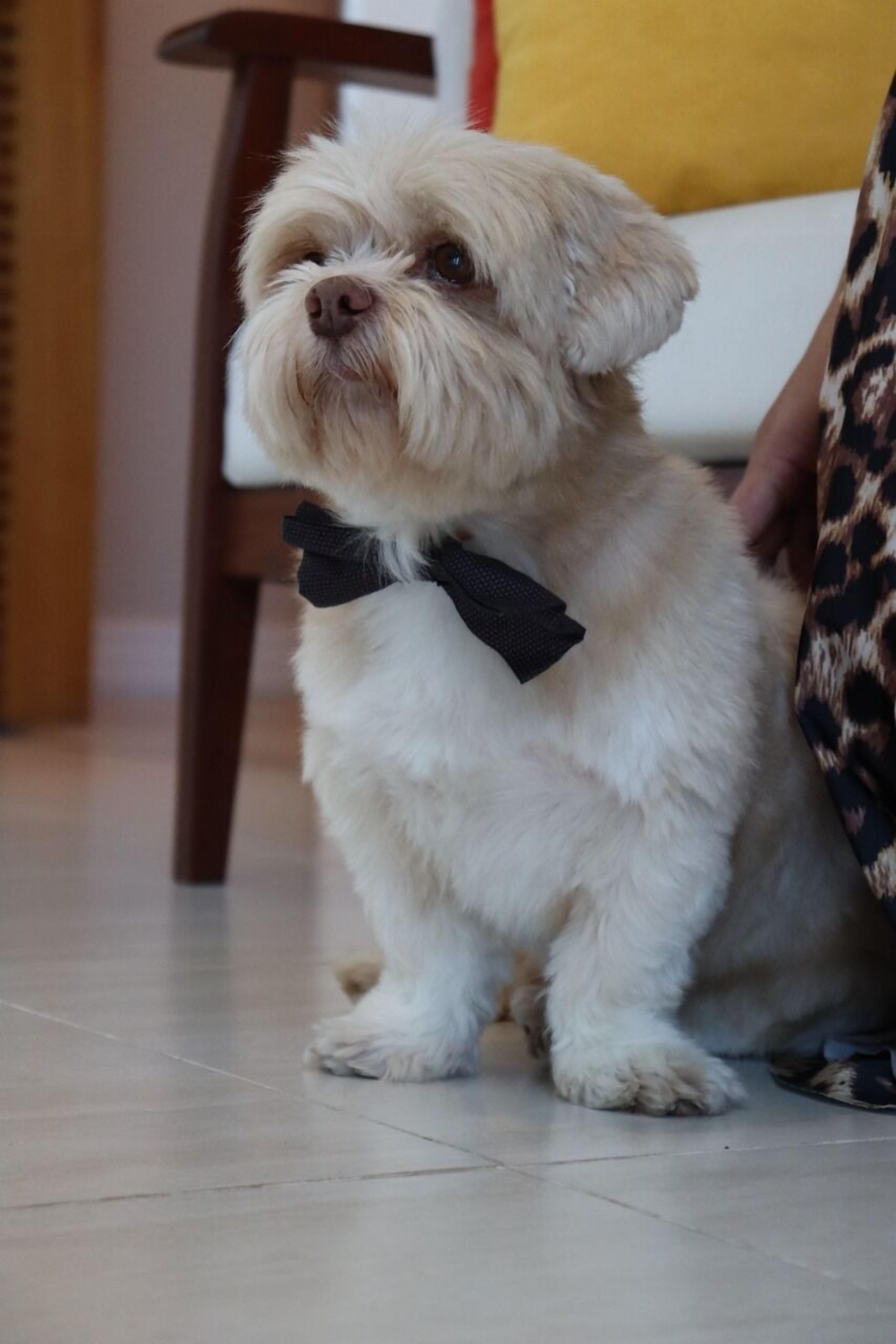 A small, fluffy dog wearing a black bow tie, sitting on a tiled floor.