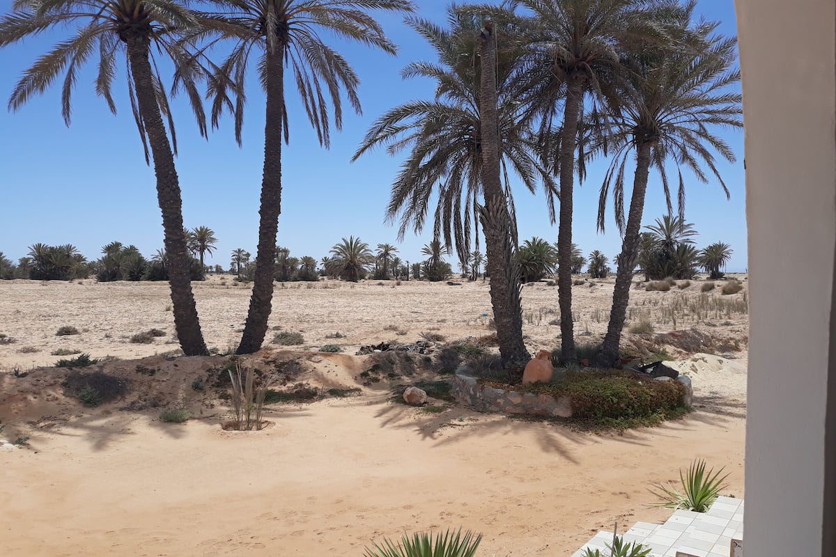 A sandy landscape with palm trees and a few small plants.