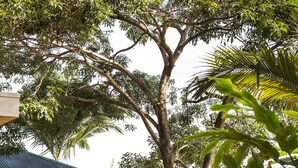 Garden - Papaya Holiday Home (Kampala)