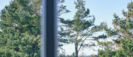 A view through a window of a natural landscape with trees and a grassy field.