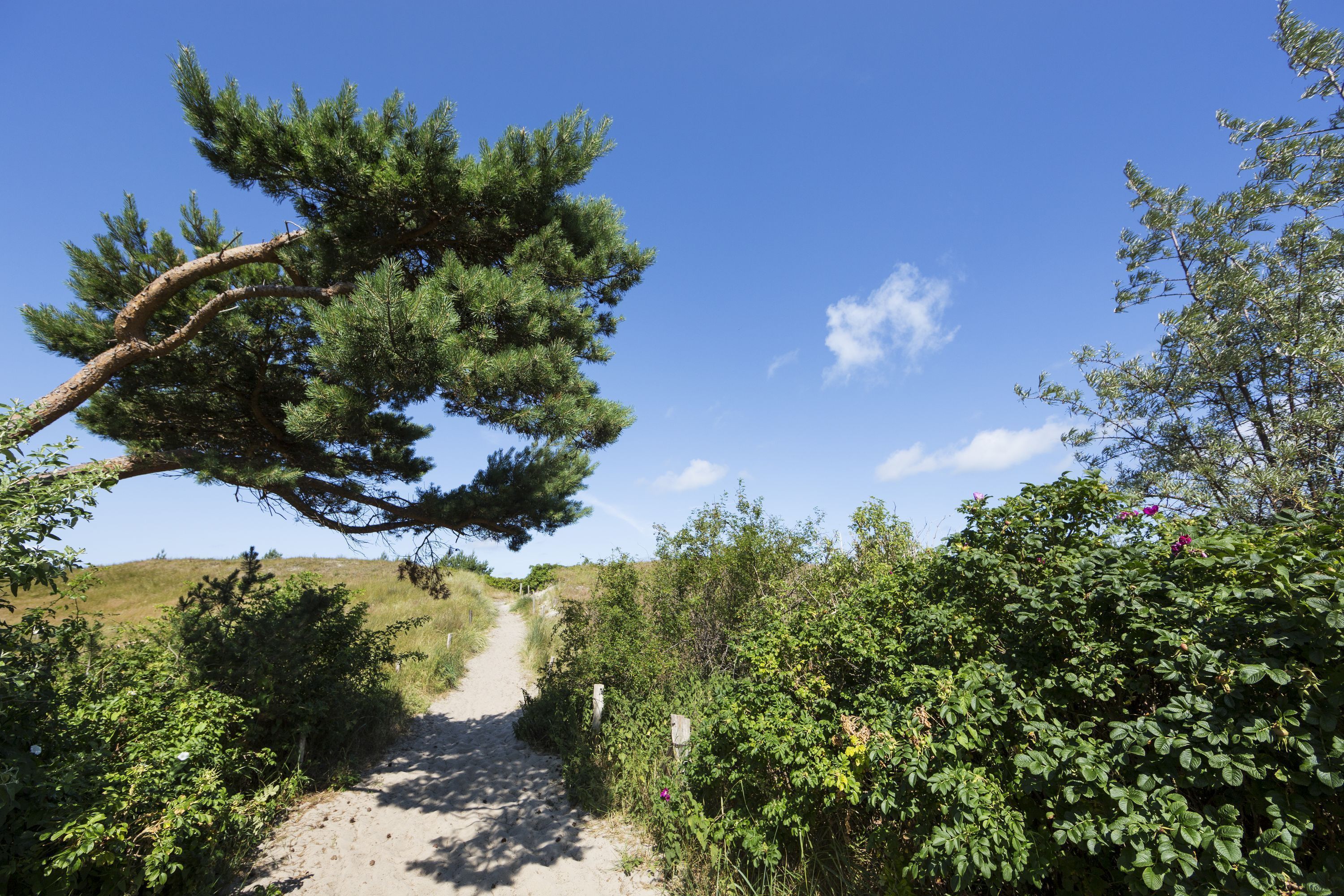 Un sentier de terre serpente à travers un paysage naturel, bordé d’une végétation luxuriante, et une branche de pin s’étend au-dessus.