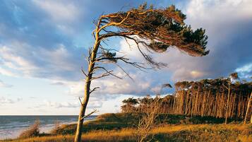 Un paisaje costero con un árbol destacado inclinado hacia el mar, rodeado de terreno cubierto de hierba y un bosque denso al fondo.