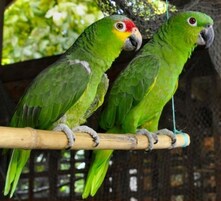 Deux perroquets verts étaient perchés sur une branche de bambou.